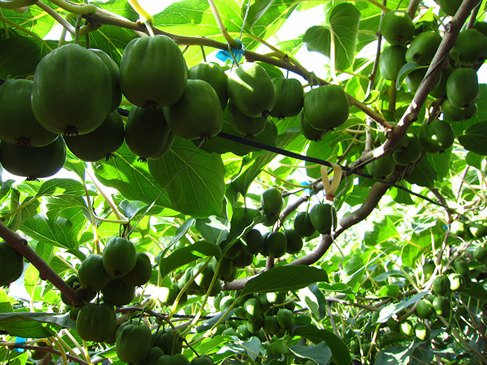 软枣猕猴桃结果状
